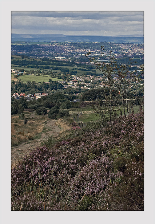 PageLines- Wild-Blooming-Heather-w.jpg