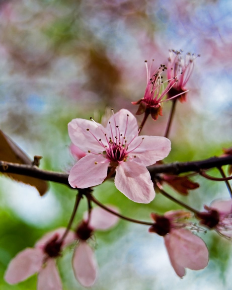 PageLines- blossom-w.jpg