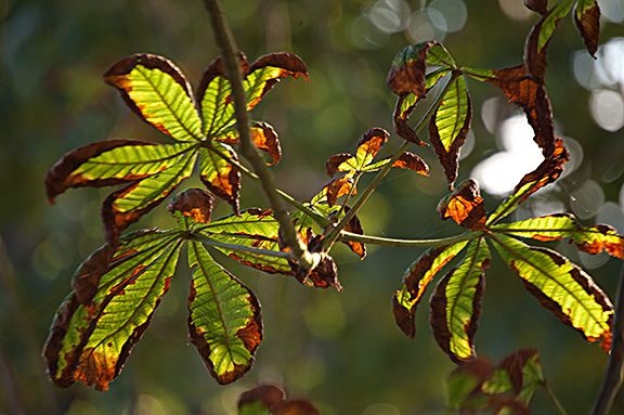 PageLines- turning-leafsw.jpg